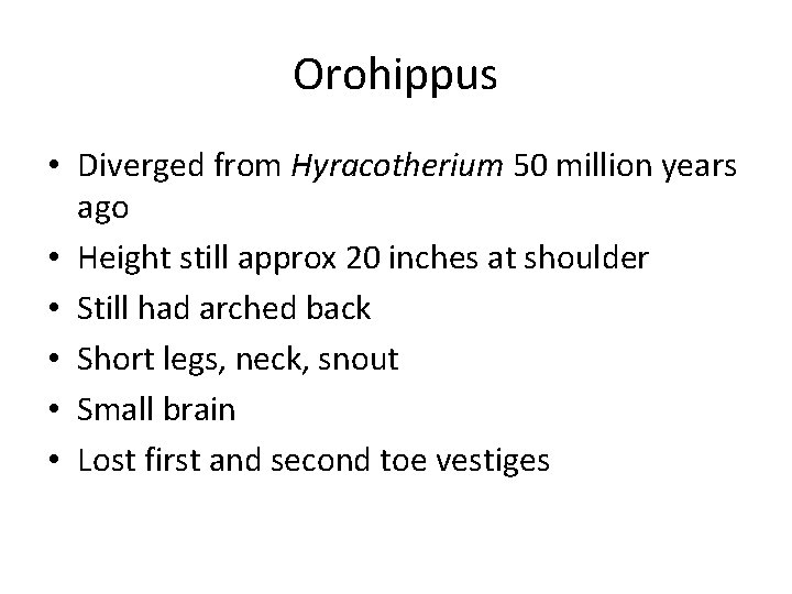 Orohippus • Diverged from Hyracotherium 50 million years ago • Height still approx 20