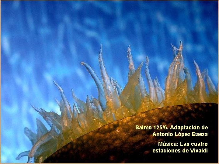 Salmo 125/6. Adaptación de Antonio López Baeza Música: Las cuatro estaciones de Vivaldi 