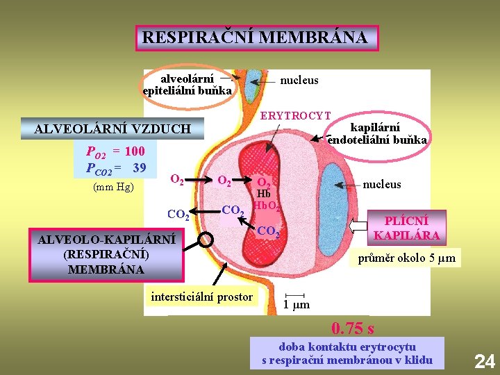 RESPIRAČNÍ MEMBRÁNA alveolární epiteliální buňka nucleus ERYTROCYT kapilární endoteliální buňka ALVEOLÁRNÍ VZDUCH PO 2