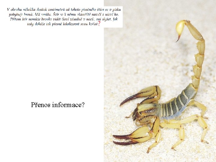 Přenos informace? 
