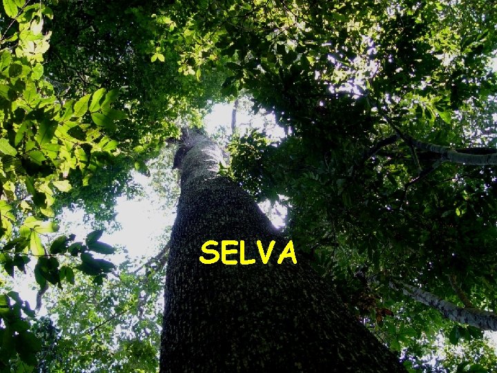 SELVA 13 