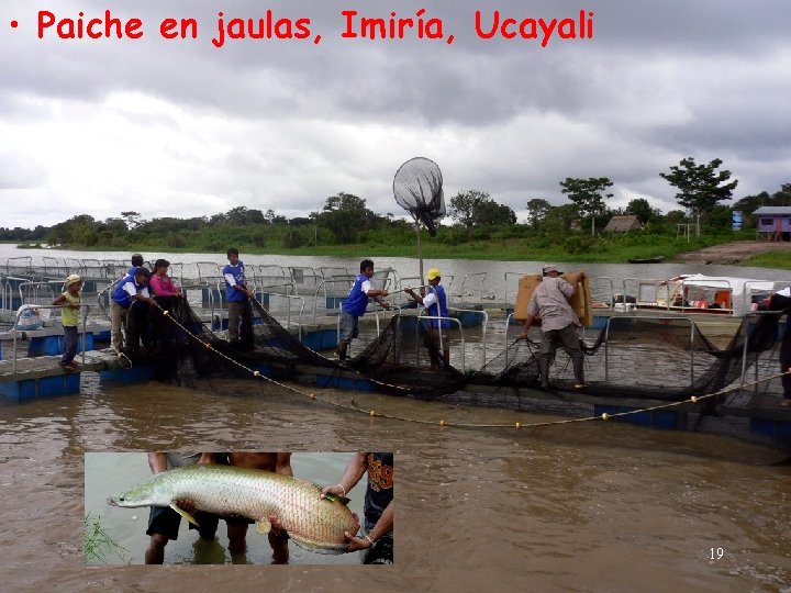  • Paiche en jaulas, Imiría, Ucayali 19 