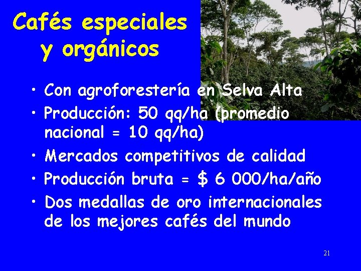 Cafés especiales y orgánicos • Con agroforestería en Selva Alta • Producción: 50 qq/ha