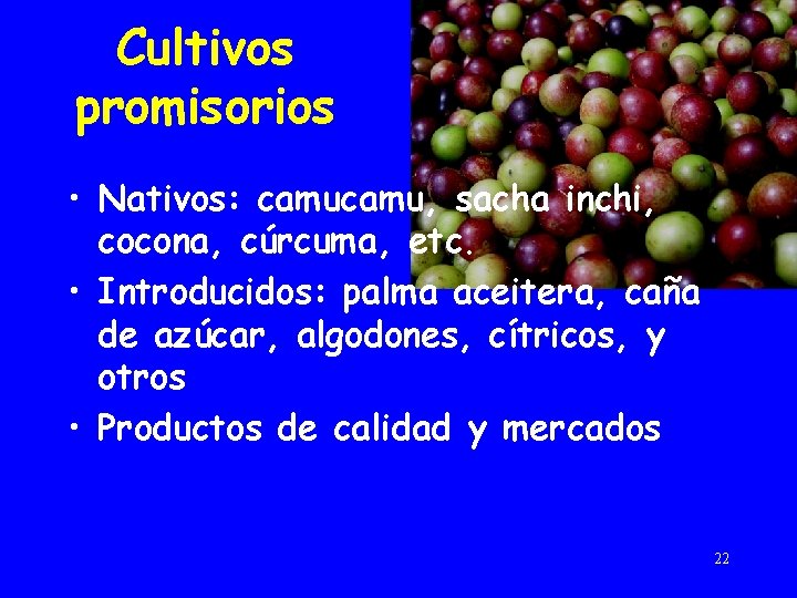Cultivos promisorios • Nativos: camu, sacha inchi, cocona, cúrcuma, etc. • Introducidos: palma aceitera,