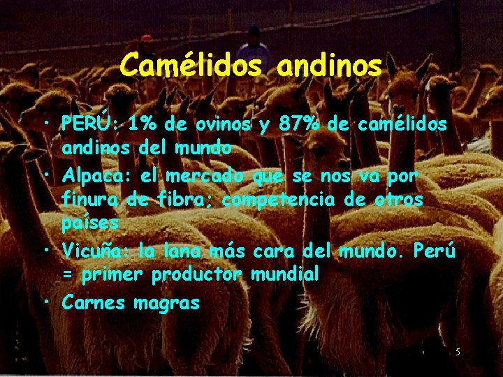 Camélidos andinos • PERÚ: 1% de ovinos y 87% de camélidos andinos del mundo