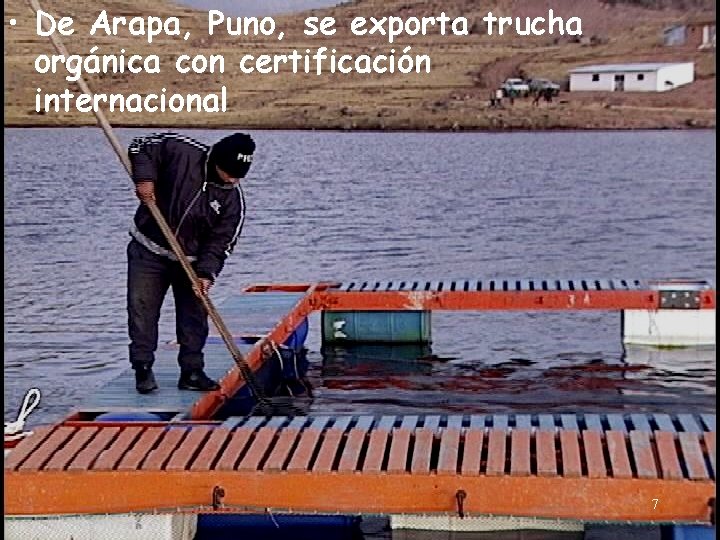  • De Arapa, Puno, se exporta trucha orgánica con certificación internacional 7 