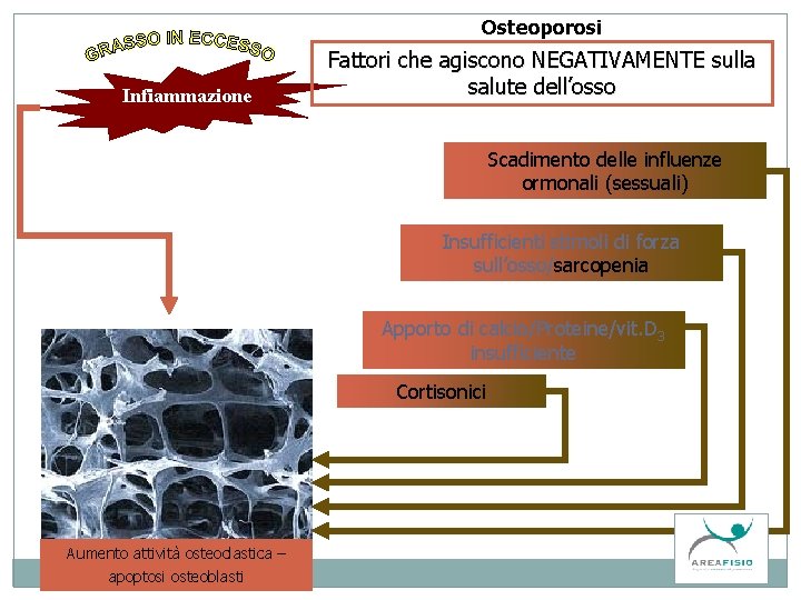 Osteoporosi Infiammazione Fattori che agiscono NEGATIVAMENTE sulla salute dell’osso Scadimento delle influenze ormonali (sessuali)