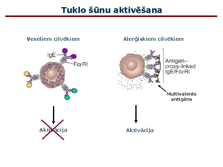Tuklo šūnu aktivēšana Veseliem cilvēkiem Alerģiskiem cilvēkiem Multivalents antigēns Aktivācija 