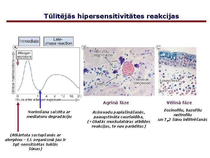 Tūlītējās hipersensitivitātes reakcijas Agrīnā fāze Norimšana saistīta ar mediatoru degradāciju (Atkārtota sastapšanās ar alergēnu