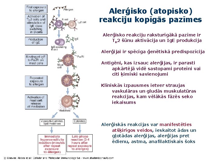 Alerģisko (atopisko) reakciju kopīgās pazīmes Alerģisko reakciju raksturīgākā pazīme ir TH 2 šūnu aktivācija