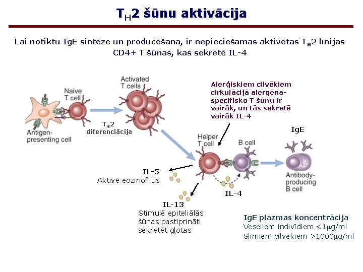TH 2 šūnu aktivācija Lai notiktu Ig. E sintēze un producēšana, ir nepieciešamas aktivētas