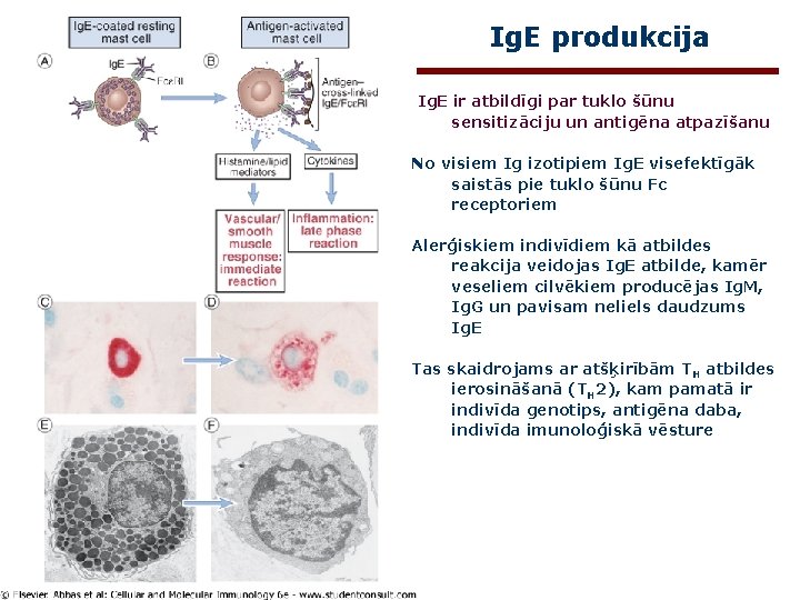 Ig. E produkcija Ig. E ir atbildīgi par tuklo šūnu sensitizāciju un antigēna atpazīšanu