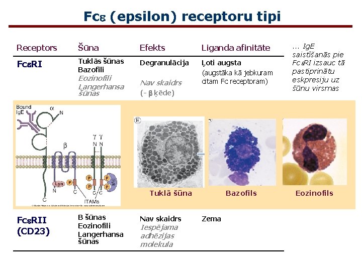 Fce (epsilon) receptoru tipi Receptors Šūna Efekts Liganda afinitāte Fce. RI Tuklās šūnas Bazofili