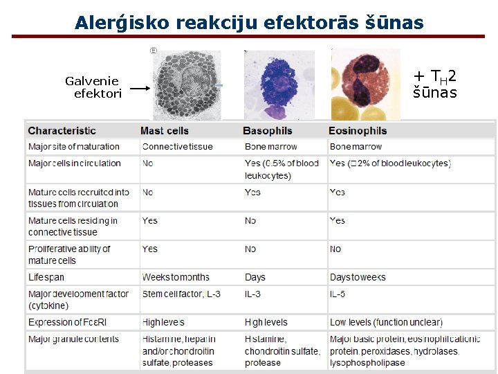 Alerģisko reakciju efektorās šūnas Galvenie efektori + T H 2 šūnas 