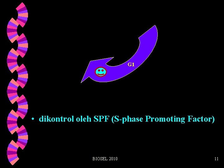 G 1 • dikontrol oleh SPF (S-phase Promoting Factor) BIOSEL 2010 11 