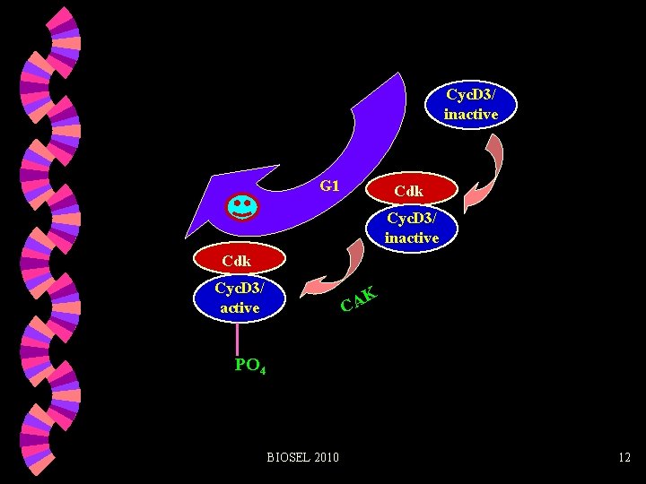 Cyc. D 3/ inactive G 1 Cdk Cyc. D 3/ inactive Cdk Cyc. D