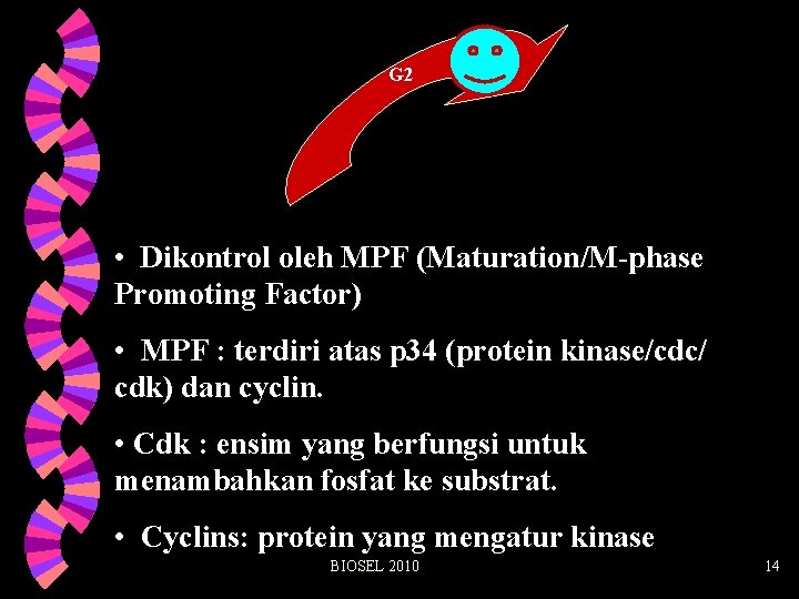 G 2 • Dikontrol oleh MPF (Maturation/M-phase Promoting Factor) • MPF : terdiri atas