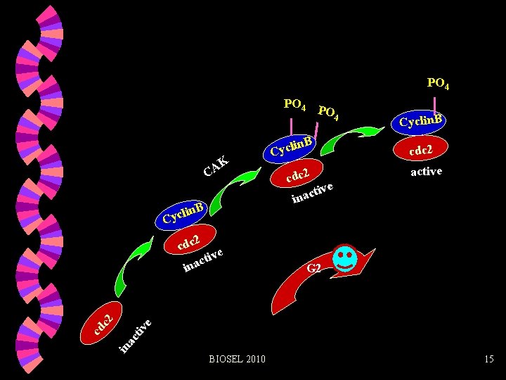 PO 4 K A C n. B li Cyc in. B Cycl cdc 2