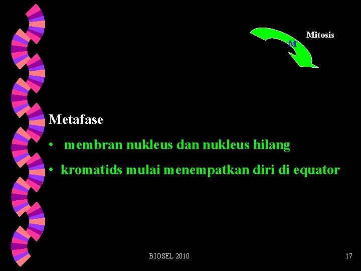 M Mitosis Metafase • membran nukleus dan nukleus hilang • kromatids mulai menempatkan diri