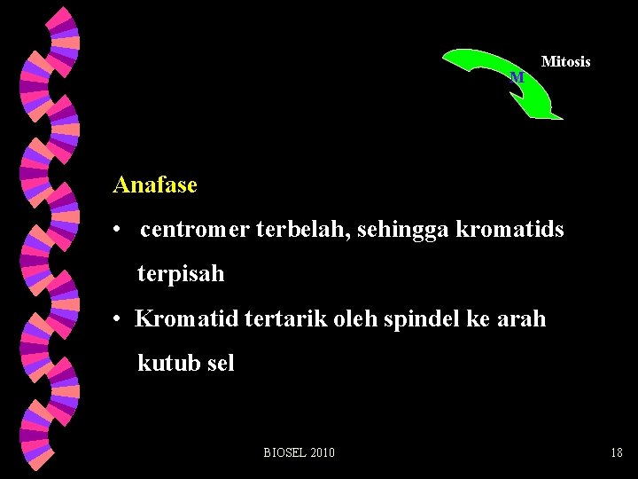 M Mitosis Anafase • centromer terbelah, sehingga kromatids terpisah • Kromatid tertarik oleh spindel