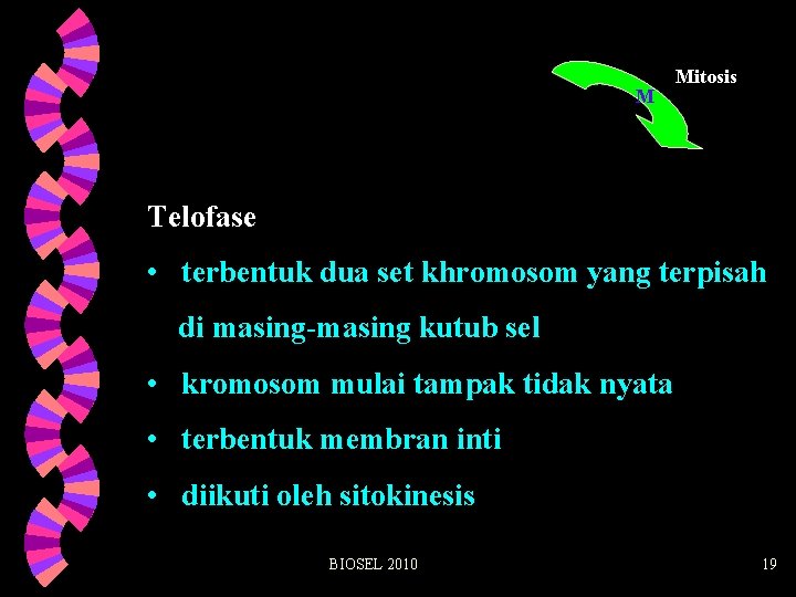 M Mitosis Telofase • terbentuk dua set khromosom yang terpisah di masing-masing kutub sel