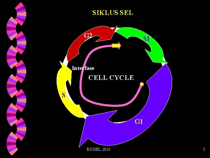 SIKLUS SEL G 2 M Interfase CELL CYCLE S G 1 BIOSEL 2010 3