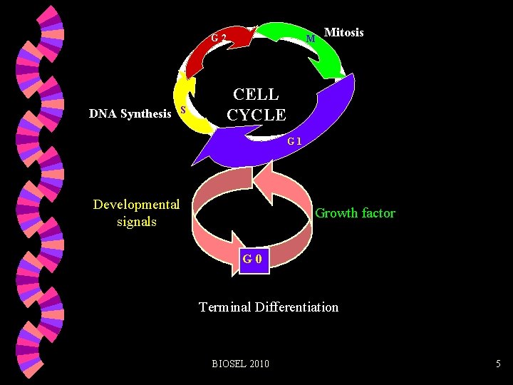 G 2 DNA Synthesis S M Mitosis CELL CYCLE G 1 Developmental signals Growth