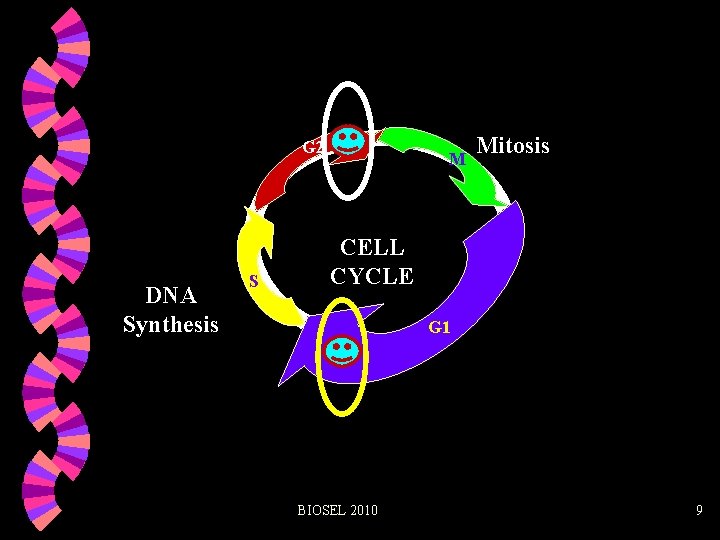 G 2 DNA Synthesis S M Mitosis CELL CYCLE G 1 BIOSEL 2010 9