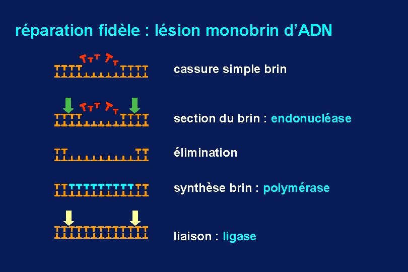 réparation fidèle : lésion monobrin d’ADN cassure simple brin section du brin : endonucléase