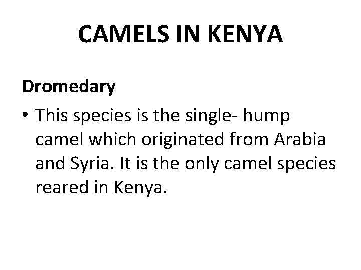 CAMELS IN KENYA Dromedary • This species is the single- hump camel which originated