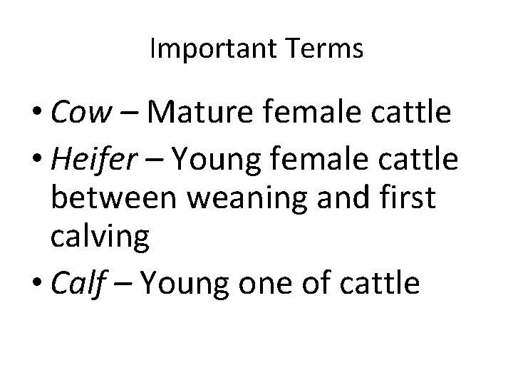 Important Terms • Cow – Mature female cattle • Heifer – Young female cattle