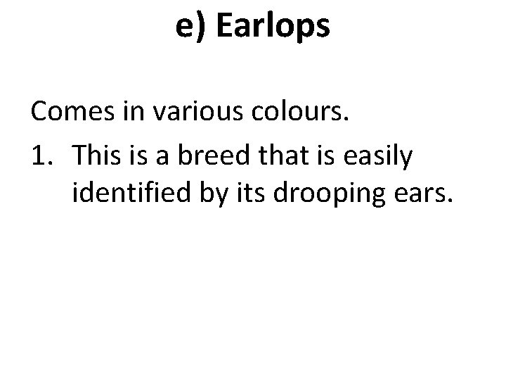 e) Earlops Comes in various colours. 1. This is a breed that is easily