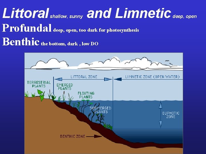 Littoral shallow, sunny and Limnetic Profundal deep, open, too dark for photosynthesis Benthic the
