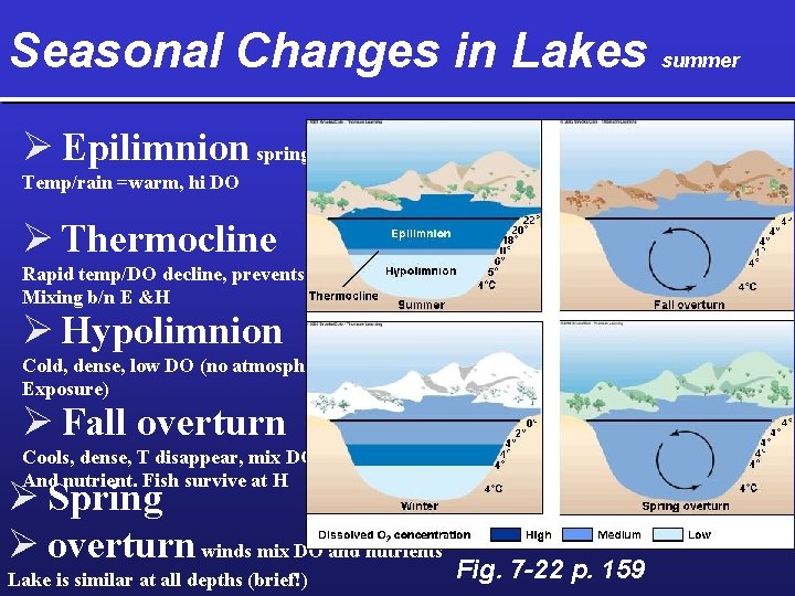 Seasonal Changes in Lakes summer Ø Epilimnion spring Temp/rain =warm, hi DO Ø Thermocline