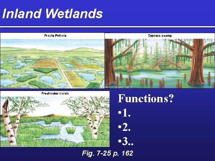 Inland Wetlands Functions? • 1. • 2. • 3. . Fig. 7 -25 p.