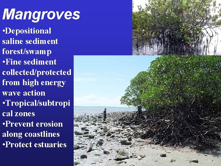 Mangroves • Depositional saline sediment forest/swamp • Fine sediment collected/protected from high energy wave