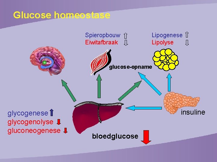 Glucose homeostase Spieropbouw Eiwitafbraak Lipogenese Lipolyse glucose-opname glycogenese glycogenolyse gluconeogenese insuline bloedglucose 