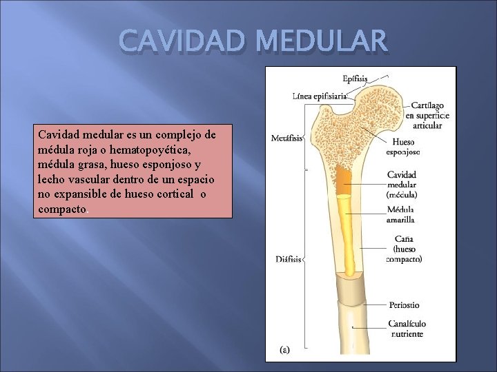 CAVIDAD MEDULAR Cavidad medular es un complejo de médula roja o hematopoyética, médula grasa,