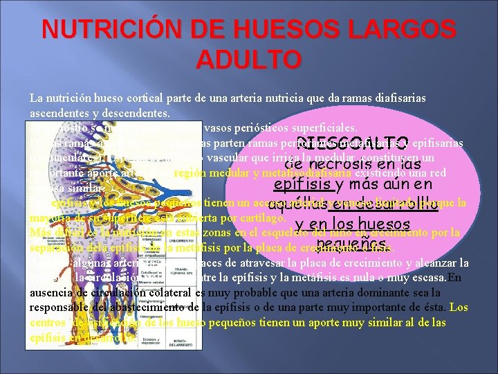 NUTRICIÓN DE HUESOS LARGOS ADULTO La nutrición hueso cortical parte de una arteria nutricia