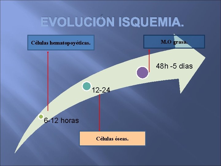 EVOLUCIÓN ISQUEMIA. M. O grasa. Células hematopoyéticas. 48 h -5 días 12 -24 6