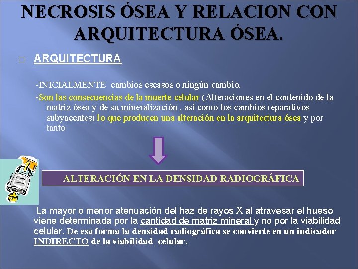 NECROSIS ÓSEA Y RELACION CON ARQUITECTURA ÓSEA. � ARQUITECTURA -INICIALMENTE cambios escasos o ningún