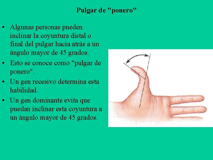 Pulgar de "ponero" • Algunas personas pueden inclinar la coyuntura distal o final del