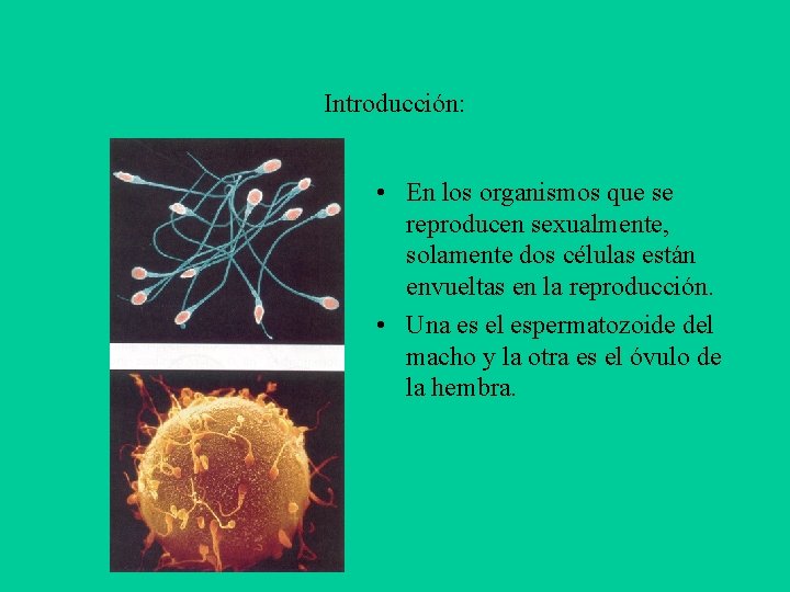 Introducción: • En los organismos que se reproducen sexualmente, solamente dos células están envueltas