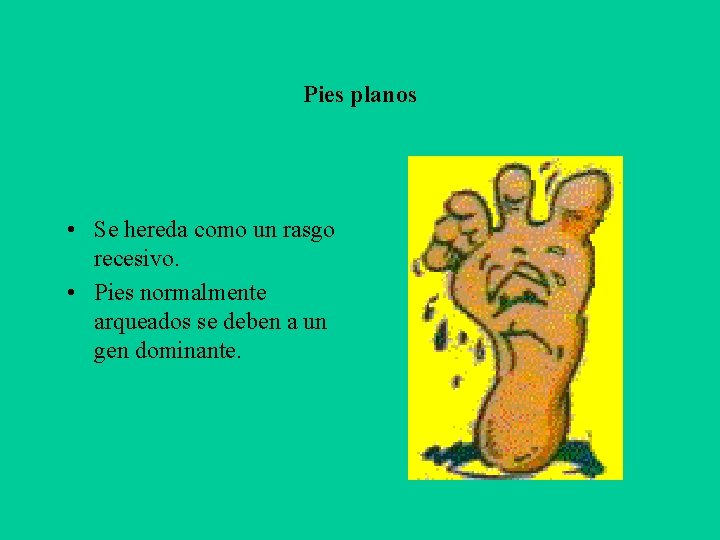 Pies planos • Se hereda como un rasgo recesivo. • Pies normalmente arqueados se