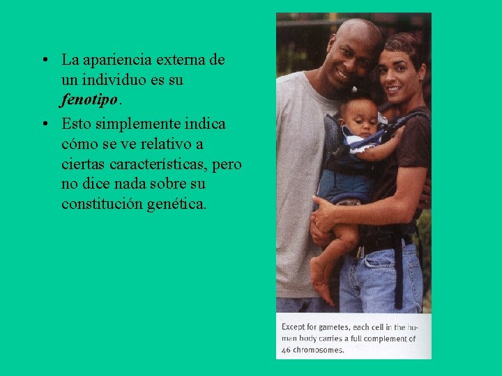  • La apariencia externa de un individuo es su fenotipo. • Esto simplemente