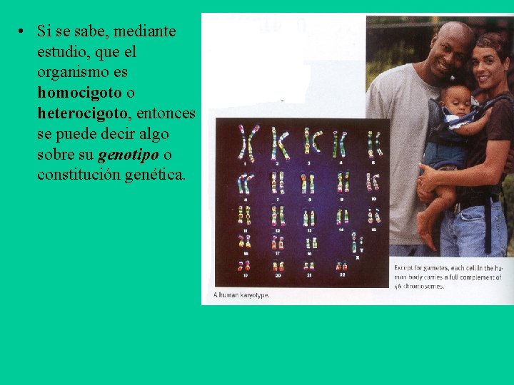  • Si se sabe, mediante estudio, que el organismo es homocigoto o heterocigoto,