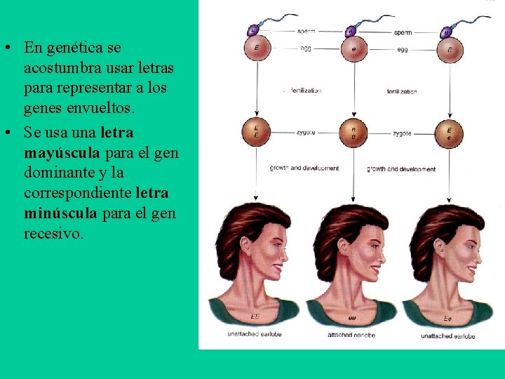  • En genética se acostumbra usar letras para representar a los genes envueltos.