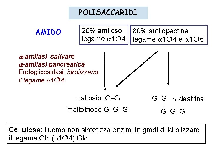 POLISACCARIDI AMIDO 20% amiloso 80% amilopectina legame 1 4 e 1 6 -amilasi salivare