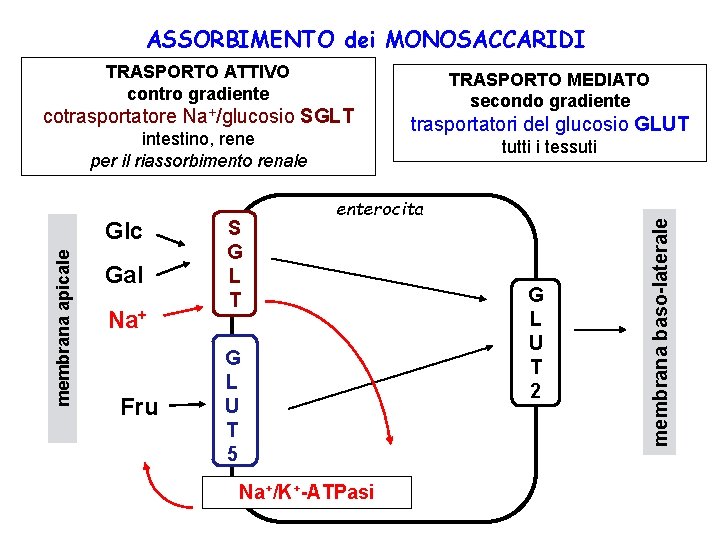 ASSORBIMENTO dei MONOSACCARIDI TRASPORTO ATTIVO contro gradiente cotrasportatore Na+/glucosio SGLT intestino, rene per il