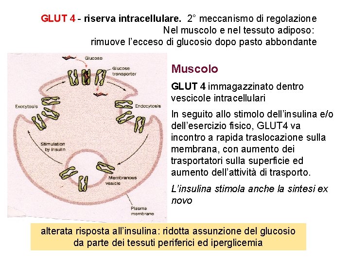 GLUT 4 - riserva intracellulare. 2° meccanismo di regolazione Nel muscolo e nel tessuto